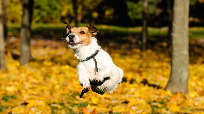 10 Best High Energy Dog BreedsIntroduction